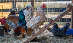 Pack de 3 de Manna Pro Coop 'N Compost para mantenimiento regular
