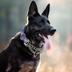 MAOWUWUJOZ collar martingale ideal para perros grandes durante caminatas.
