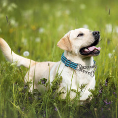 Collar MAOWUWUJOZ con ajuste para perros, útil durante entrenamientos al aire libre.