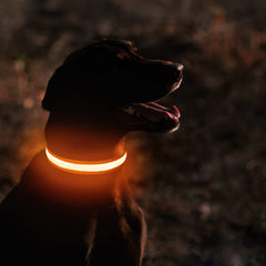 MASBRILL collar LED, primer plano, enfocado en la iluminación para mayor seguridad.