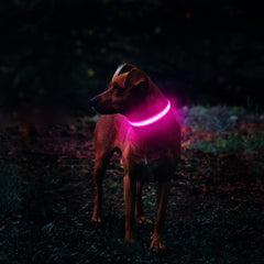 MASBRILL collar luz, cierre rápido, ajuste seguro para perros activos
