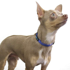 Colgando en perro modelo con collar nylon azul de Max and Neo