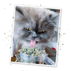 Juguete de gato con hierba gatera para juego interactivo de Meowijuana.