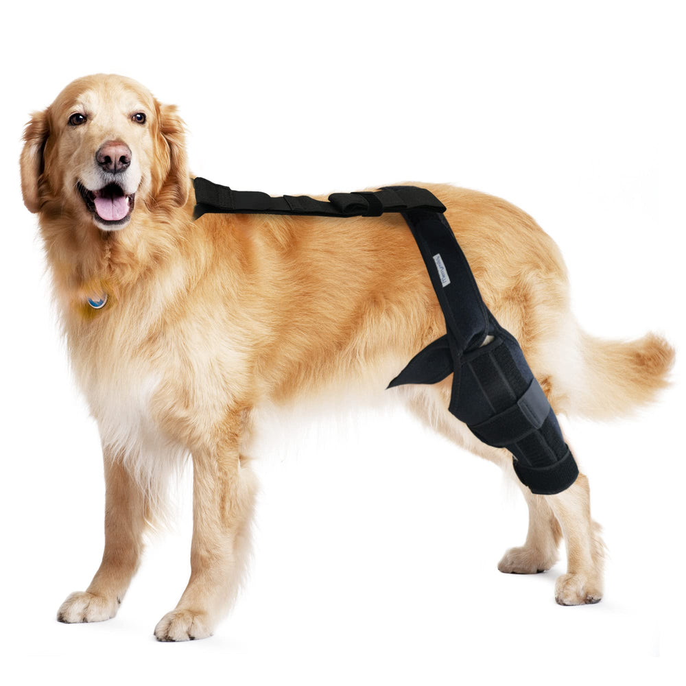 MerryMilo: soporte de rodilla para perro que aporta estabilidad durante caminatas