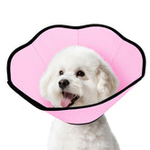 MIDOG cono suave colocado en cuello de perro posoperatorio, protegiendo heridas