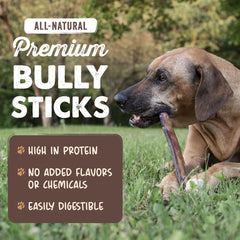 Perro masticando Mighty Paw Naturals Bully Stick para entretenimiento seguro
