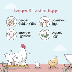 Mile Four alimento orgánico para gallinas en mash, ideal para pollitos