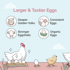 Gallinas comiendo Mile Four Layer Mash, dieta balanceada para aves productivas.