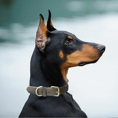 Mile High Life collar con hebilla pasador metálica, ajuste seguro.
