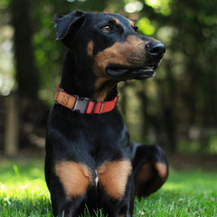 Mile High Life collar rojo con hebilla de metal resistente.