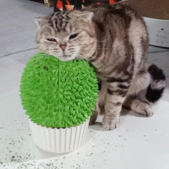 Miwoowim alimentador de hierba gatera, mordedor para gato verde: estimula juego y autocuidado diario.
