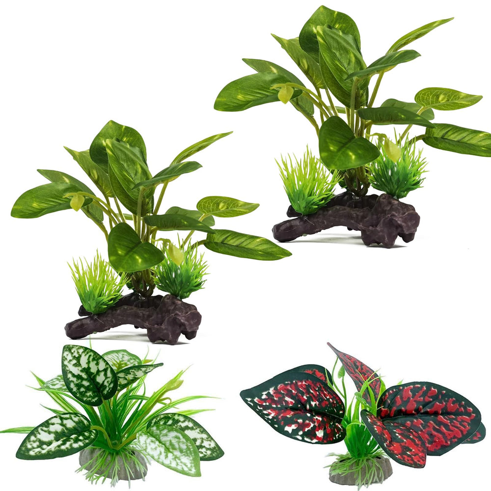 Planta Moonorange de terrario realista para decoración natural y segura.