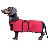 Morezi abrigo dachshund rosa en frente protege contra viento durante paseos