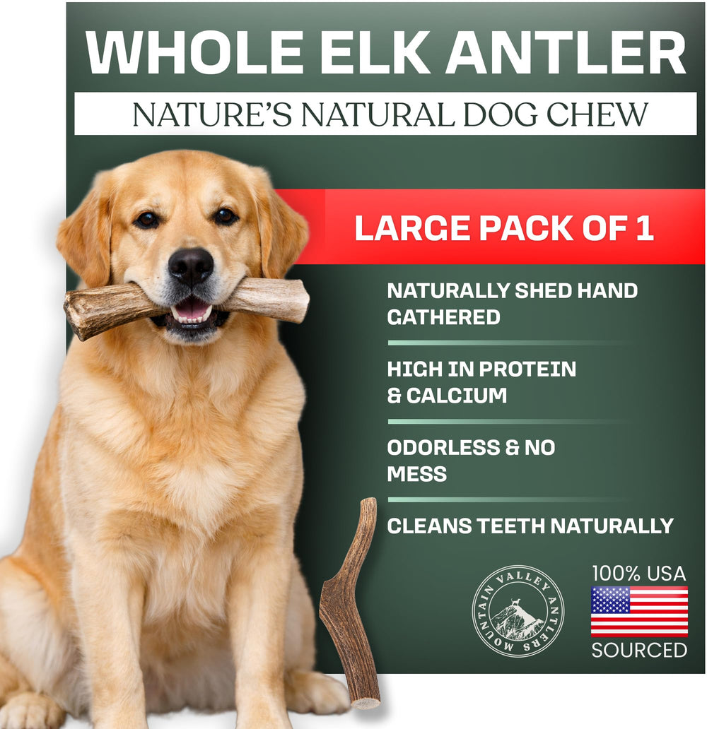 Asta de alce Mountain Valley para perros, grande entera, ideal para limpieza dental natural