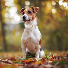 MR.CHUBBYFACE collar ajustable para comodidad durante caminatas.