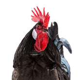 My Pet Chicken collar sin cacareo XS cerca: entrenamiento cómodo sin irritación.