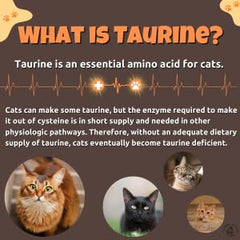 Taurina mezclada con comida húmeda para gatos, opción práctica.