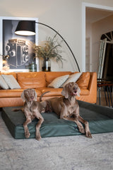 NOAH & PAW espuma de memoria con gel refrescante para cama ortopédica