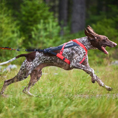 Non-stop dogwear Freemotion 5.0 arnés para bici con perro, seguridad y control
