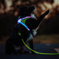 Noxgear LightHound colores sólidos brillantes para fácil reconocimiento