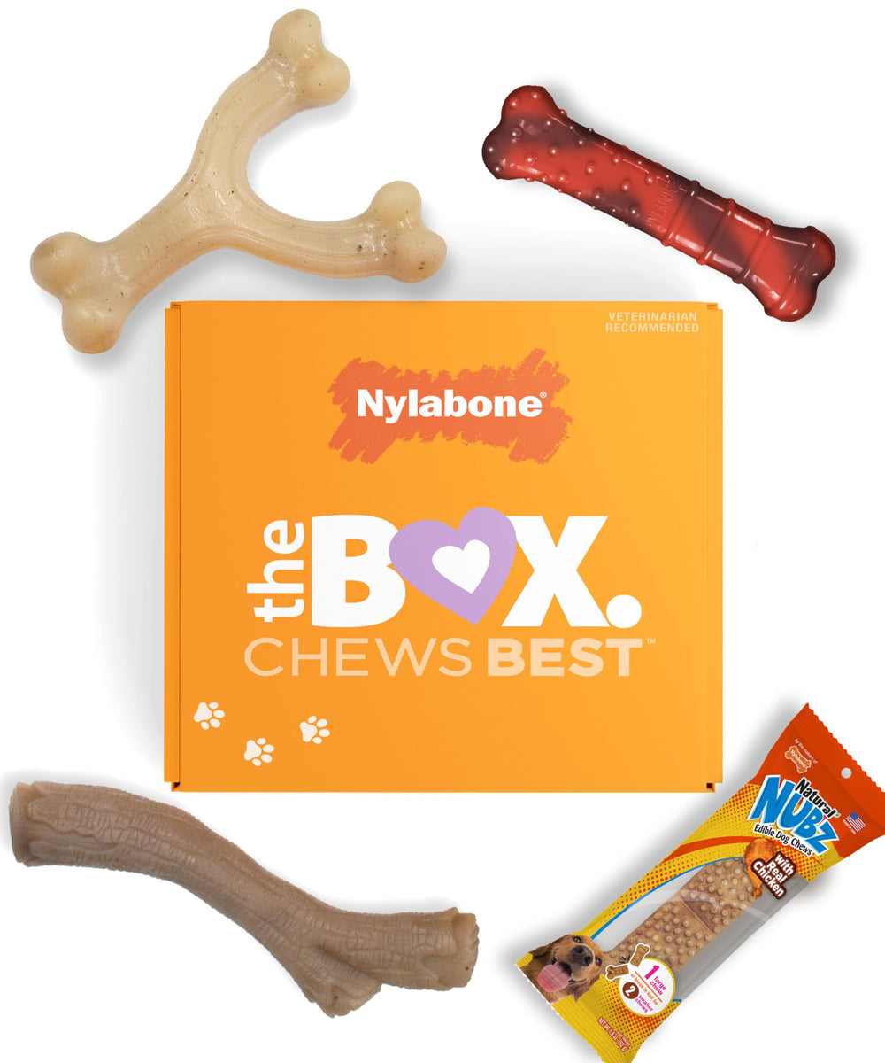 Nylabone caja regalo mordedores para perros pequeños, ideal para entretenimiento diario
