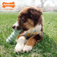 Nylabone frío alivia encías, palo para cachorros.