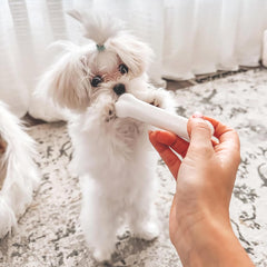 Mordedor azul suave de Nylabone para cachorros.