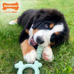 Nylabone, mordedor-cachorros-frio-alivio-encías, ofrece enfriamiento para la dentición.