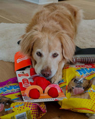 Nylabone Power Chew sabor Medley, sabor duradero para masticar con gusto.