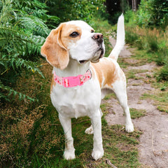 ONEFOJOJO collar rosa cereza XL, fácil de limpiar, perfecto para uso diario y paseos.