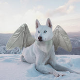 Disfraz Onmygogo para perro con alas plateadas, ideal para fotos.