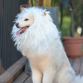 Onmygogo Lion Mane para perro con orejas blanco, suave y cómodo para fiestas.