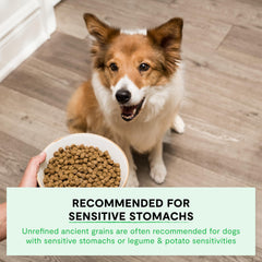 Open Farm calabaza, quinoa y aceite de coco, superalimentos para perros.