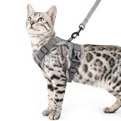 Pangdi arnés para gato con ajuste total para paseos seguros.