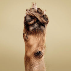 Paul Mitchell Pet Condicionador Pelaje suave y desenredado tras lavado.