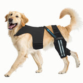 Pawfun rodillera LCA para perro, soporte estable para caminar