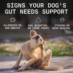 PAWGRESS prebióticos y probióticos para perro, promueve microbiota intestinal.