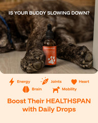 PAWPRINT Lab resveratrol-coq10 para bienestar general del perro