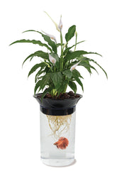 Penn-Plax APON1 acuario transparente para betta y plantas, observa la simbiosis.