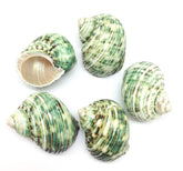PEPPERLONELY green turbo shells for wedding decor and crafts.