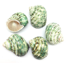 PEPPERLONELY green turbo shells for wedding decor and crafts.