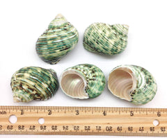PEPPERLONELY hermit crab shells provide versatile options for mirrors and ornaments.