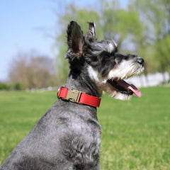 PET ARTIST collar con hebilla de metal de liberación rápida para quitarlo fácilmente.