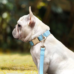 PET ARTIST correa azul cerca: longitud de 5 pies para mayor control durante caminatas
