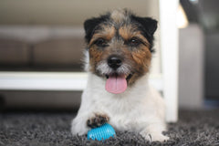 Pet Qwerks Talking Babble Ball, enfoque resistente-ABS, duradera para masticadores intensos