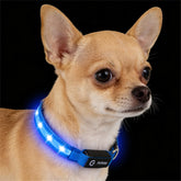 PetIsay collar LED para perros, iluminación nocturna para mayor visibilidad y seguridad.
