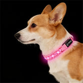 Collar LED PetIsay para perro pequeño, vista frontal con iluminación brillante para paseos nocturnos.