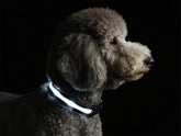 PetIsay collar LED para perro pequeño, vista frontal, iluminación visible para paseos nocturnos.