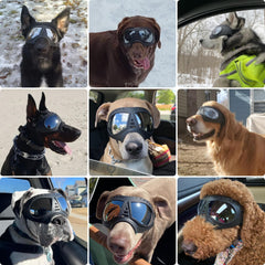 PETLESO gafas con lentes UV, ideales para días soleados y excursiones.