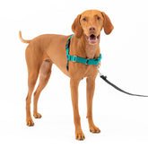 PetSafe arnés frente-perro, control de tirones durante el paseo.